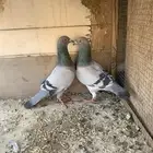 حمام زجل إ إذكور