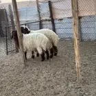خرفان نعيم بلدي