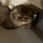 قطة انثي مهجنة شيرازي وسكوتش عمرها سنه صحتها جيده للتبني