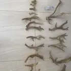 قرون غزال خام حقيقي