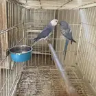 ببغاء دره هولندي