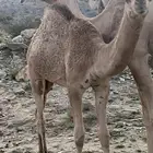 اعرض لكم قعدان بلدي على حليم الاعمار من 8 اشهور وحول