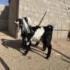 جذعه للبيع