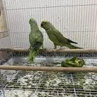 I have from the along time this parrot very good
