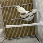 طيور كناري