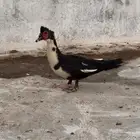 بط مصري مسكوفي
