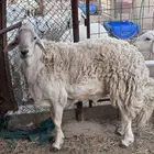 فحل حري حرش