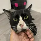 قط للتبني العاجل