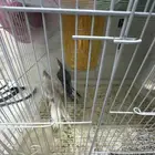 كروان جوز جاهز للبيض والإنتاج على السوم بصحه جيدا جدا