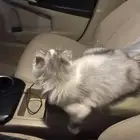 من لديه قطه ضايعه في حي الحرازات في جده ويثبت ذالك يتواصل