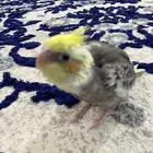 فرخ كروان فراشه