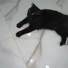 قط سكوتش ستريت (تبني) اللون اسود