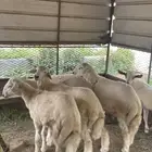 طليان وتيوس جبره