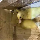 بط للبيع 3حبات