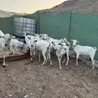 ماعز بيشيات مواليد