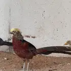 فزنت دهبي ( فرعوني )