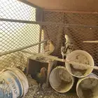 دجاج للبيع