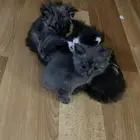 قطط للتبني