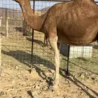 لقحات حمر ملاقيات من 6600 تم البيع