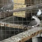 طبه اخوان كبار ياكريم قرزل