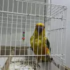 ببغاء صن كنيور سليم من الأمراض