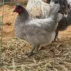 عنيزه