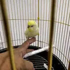 زوج بادجي للبيع