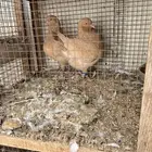 جوز مدينة حجم ماشاء وخمس حبات