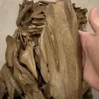 عود مروكي آصقون دبل سوبر فاخر