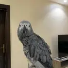 ببغاء كاسكو