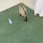 قزم
