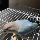 فروخ روز نهاية غر مشروع هدد الكميه محدودة (تم البيع )