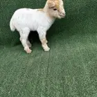 ماعز قزم تشيكي امريكي