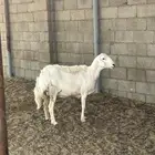 حريات سمان3