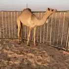 بكره سلاله نادره وشكل ياهل الهجن