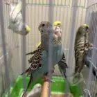 عصافير باتجي