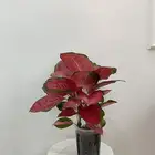 نبات اجلونيما فلامنجو