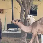 حوار ابوه فحل معروف