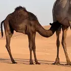 بكره للبيع قصب