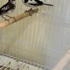 جوز طيور الجنه