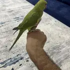 ببغاء دره هنديه