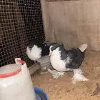للبيع حمام