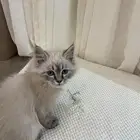 هملايا
