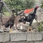 دجاج سندي