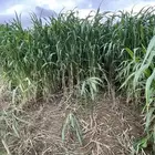 قصب اخضر لبيع