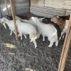 ذبايح حريه