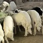 للبيع طليان جبره انظاف واسمان