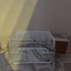 شبك بلابل روز ببغاء