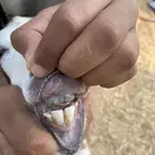 عنز السن ثنيه