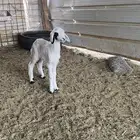 للبيع داغور خروف حري